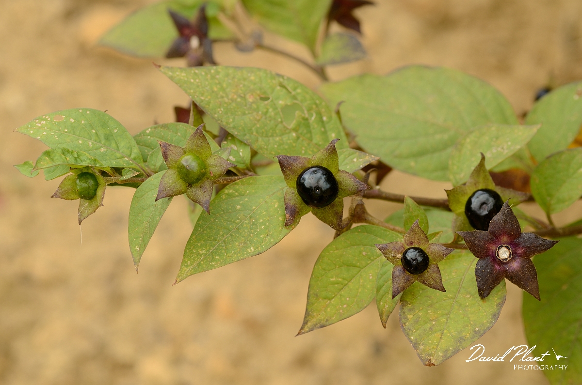 David Plant Photography - Wildlife Photographer - Deadly nightshade - C.jpg - Deadly nightshade fruits - Cambridegshire