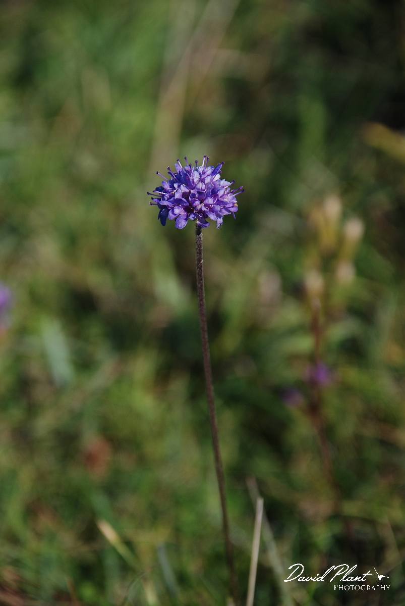 David Plant Photography - Wildlife Photographer - Devil's-bit scabious flower - A.JPG - Devil's-bit scabious flower - Bedfordshire