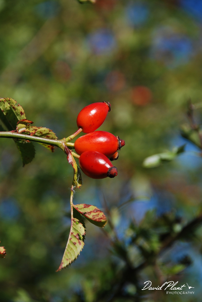 David Plant Photography - Wildlife Photographer - Dog rose fruit - A.JPG - Dog rose hips - Bedfordshire