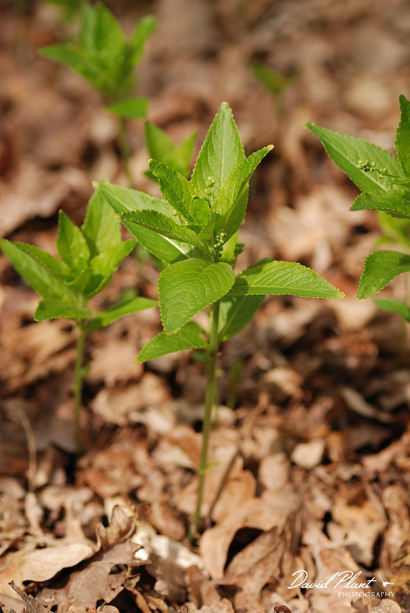 David Plant Photography - Wildlife Photographer - Dog's mercury - A.jpg - Dog's mercury - Cambridgeshire