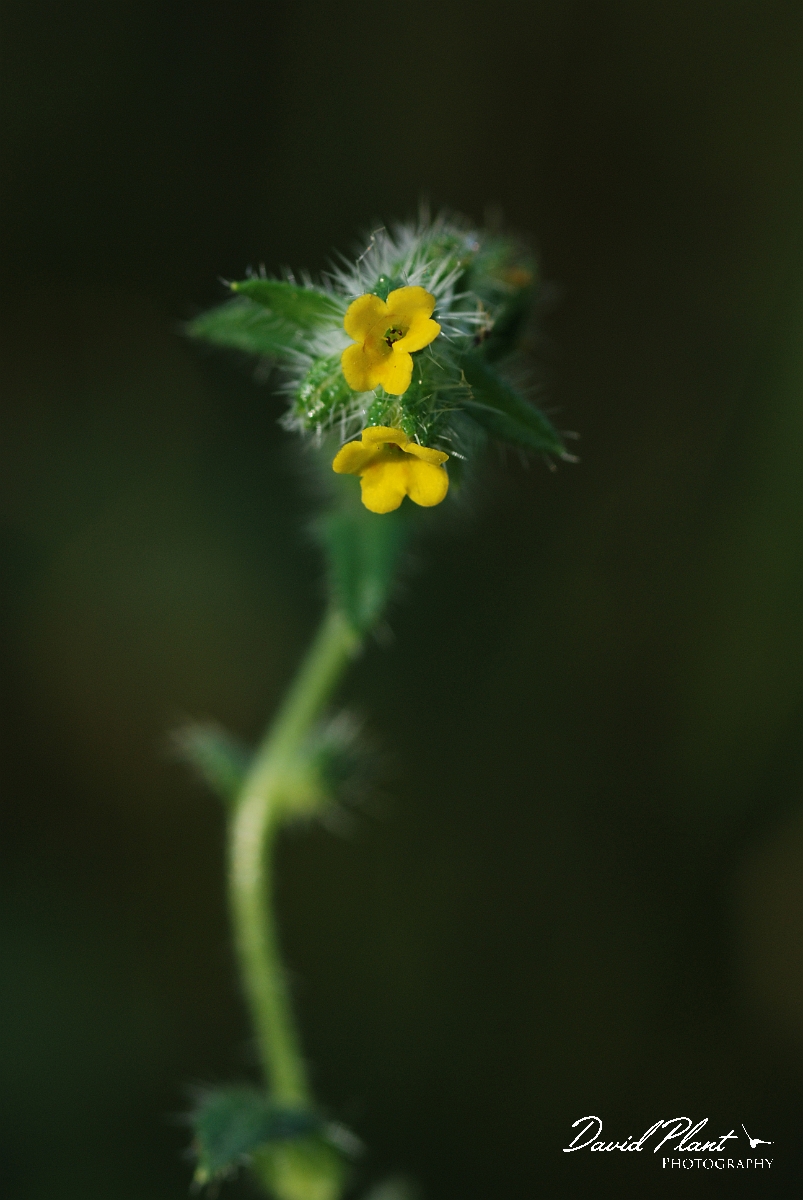 David Plant Photography - Wildlife Photographer - Fiddleneck - A.JPG - Fiddleneck - Cotswolds