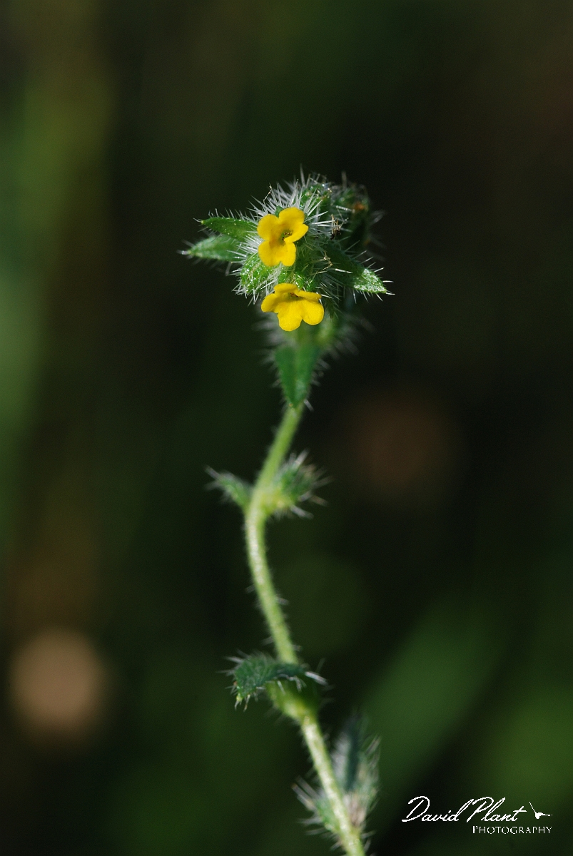 David Plant Photography - Wildlife Photographer - Fiddleneck - B.JPG - Fiddleneck - Cotswolds