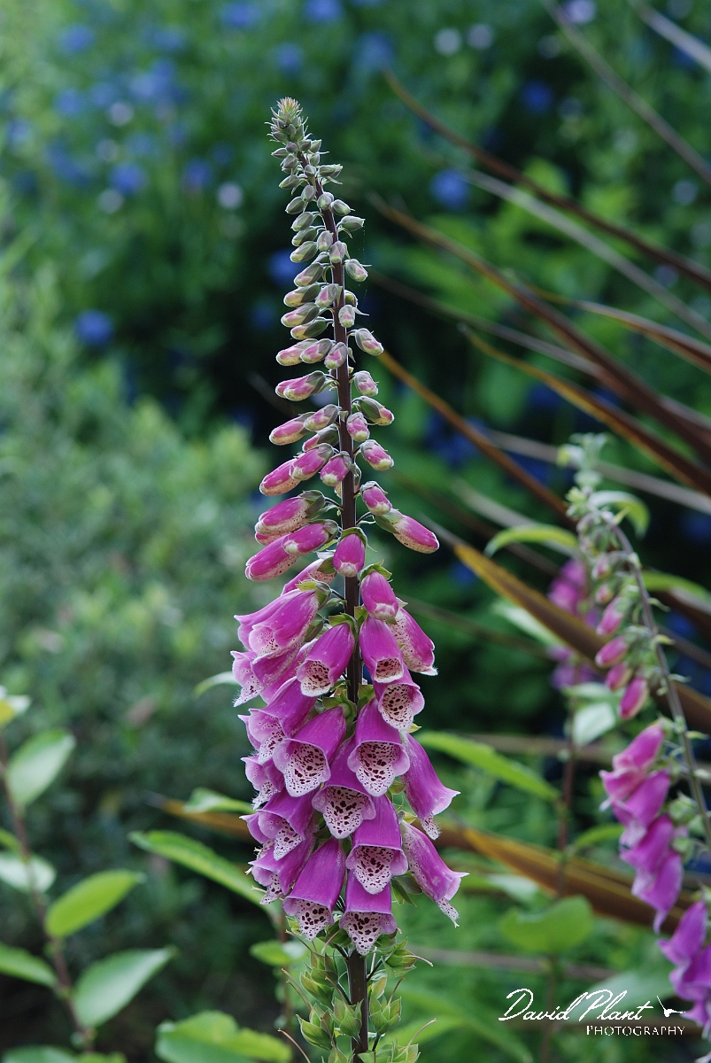 David Plant Photography - Wildlife Photographer - Foxglove - A.JPG - Foxglove - Cotswolds