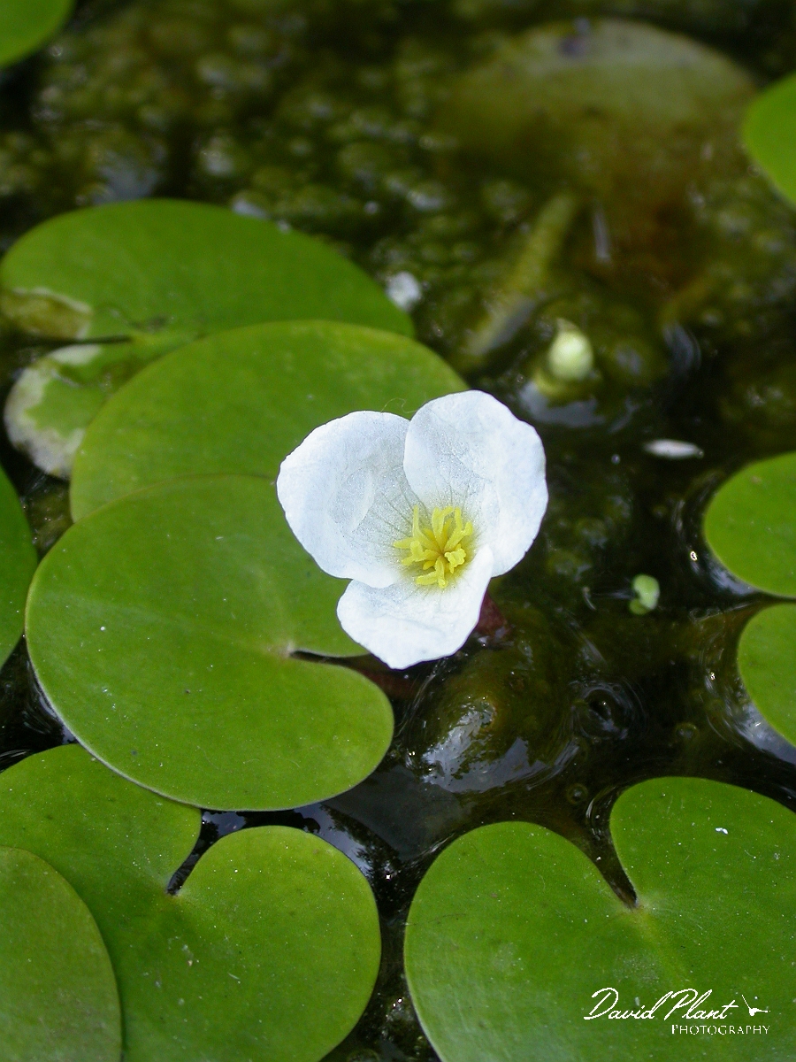 David Plant Photography - Wildlife Photographer - Frogbit flower - A.jpg - Frogbit flower - Gloucestershire