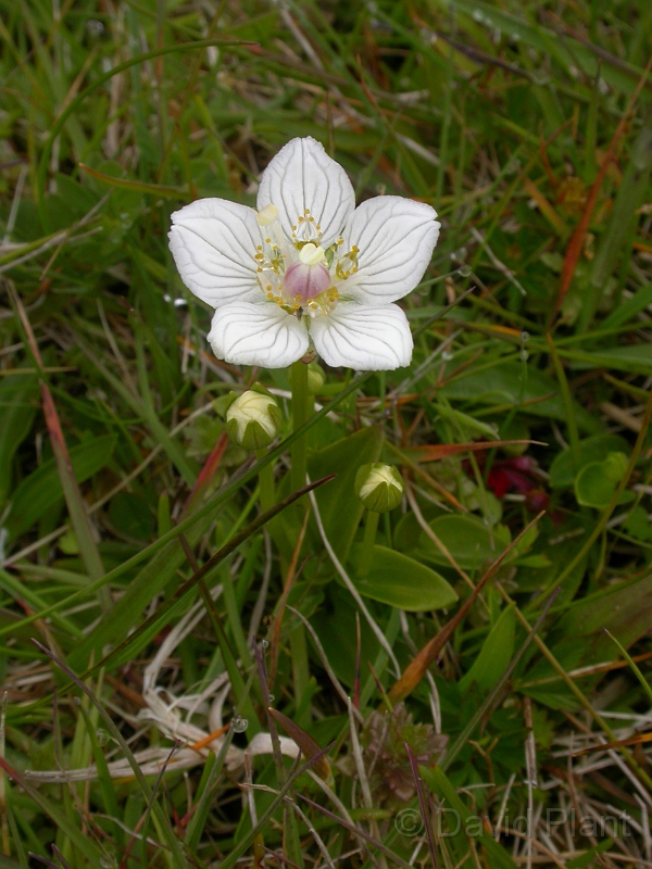 David Plant Photography - Wildlife Photographer - Grass of parnassus - A.JPG - Grass of Parnassus - Orkney
