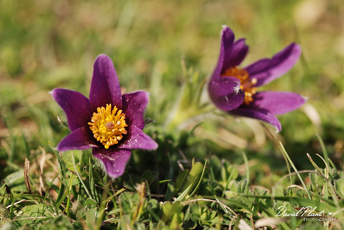 David Plant Photography - Wildlife Photographer - Pasque flower - F.jpg - Pasque flowers - Bedfordshire