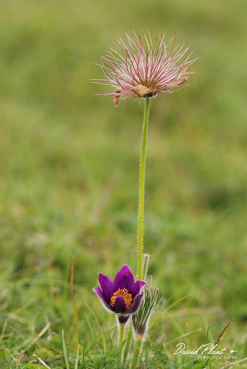 David Plant Photography - Wildlife Photographer - Pasque flower and seeds - G.jpg - Pasque flower and seeds - Bedfordshire