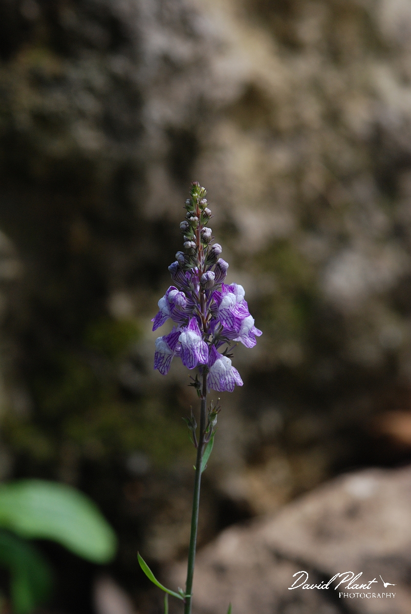 David Plant Photography - Wildlife Photographer - Purple toadflax - A.JPG - Purple toadflax - Cotswolds