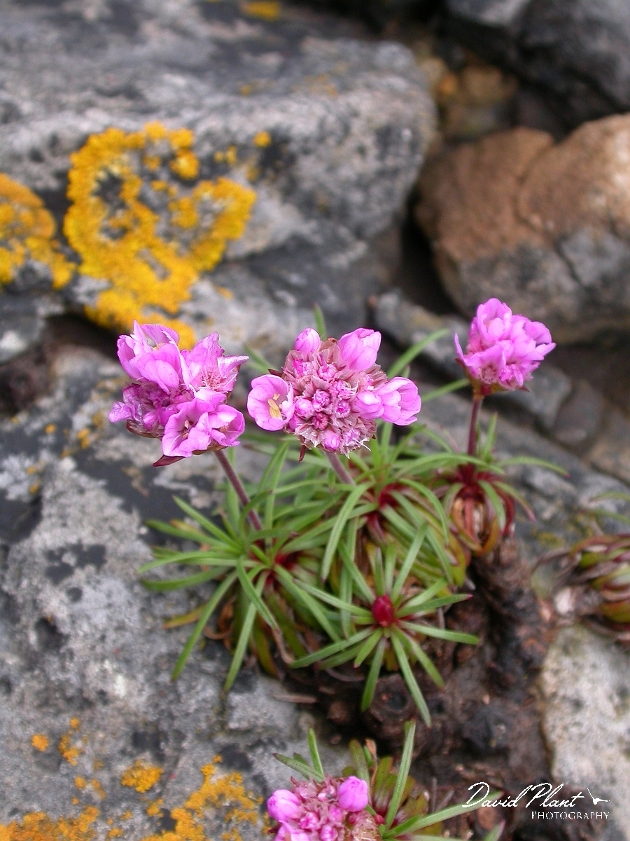 David Plant Photography - Wildlife Photographer - Thrift - A.jpg - Thrift - Somerset