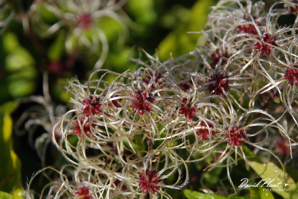 David Plant Photography - Wildlife Photographer - Wild clematis fruit - B.JPG - Wild clematis in fruit - Bedfordshire