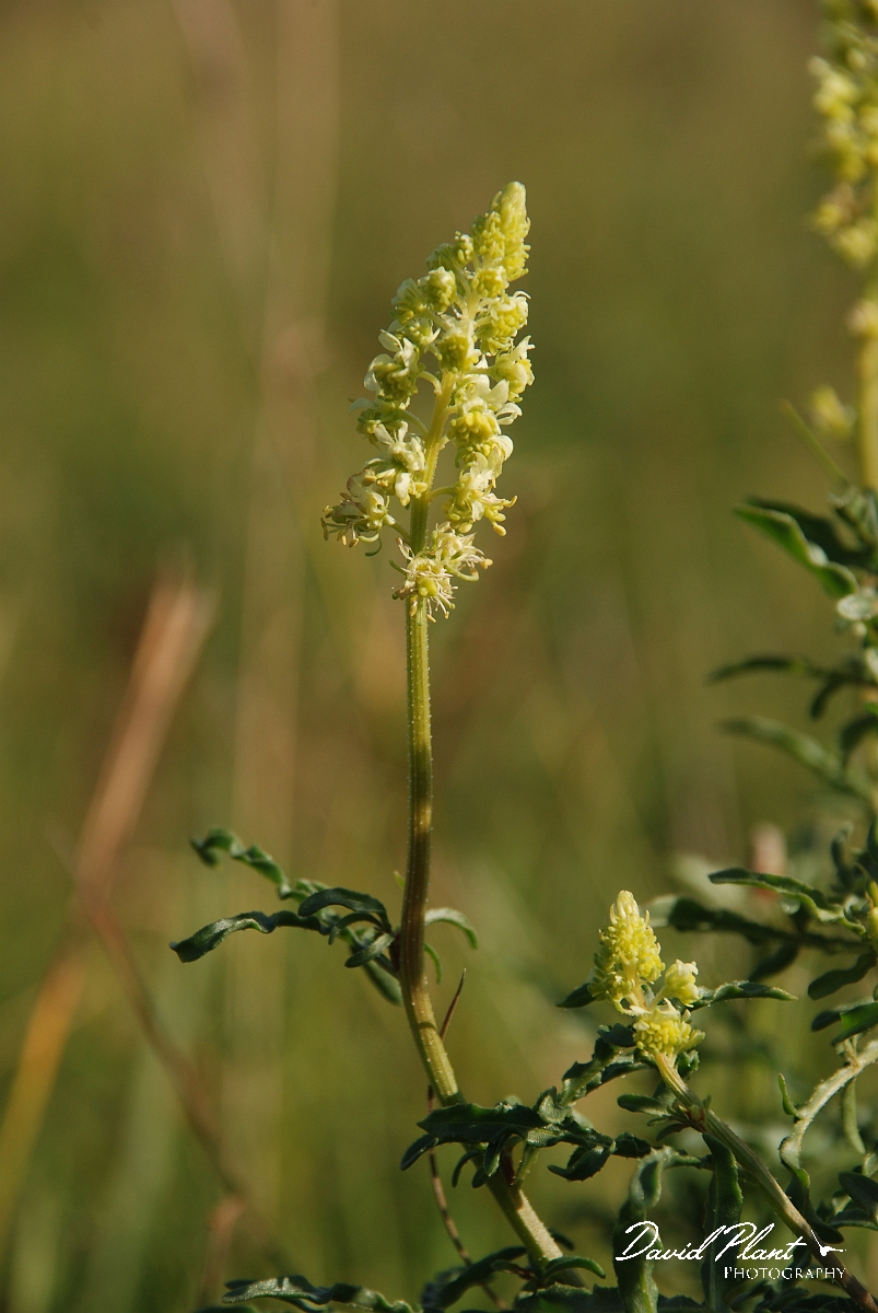 David Plant Photography - Wildlife Photographer - Wild mignonette - A.JPG - Wild mignonette - Bedfordshire