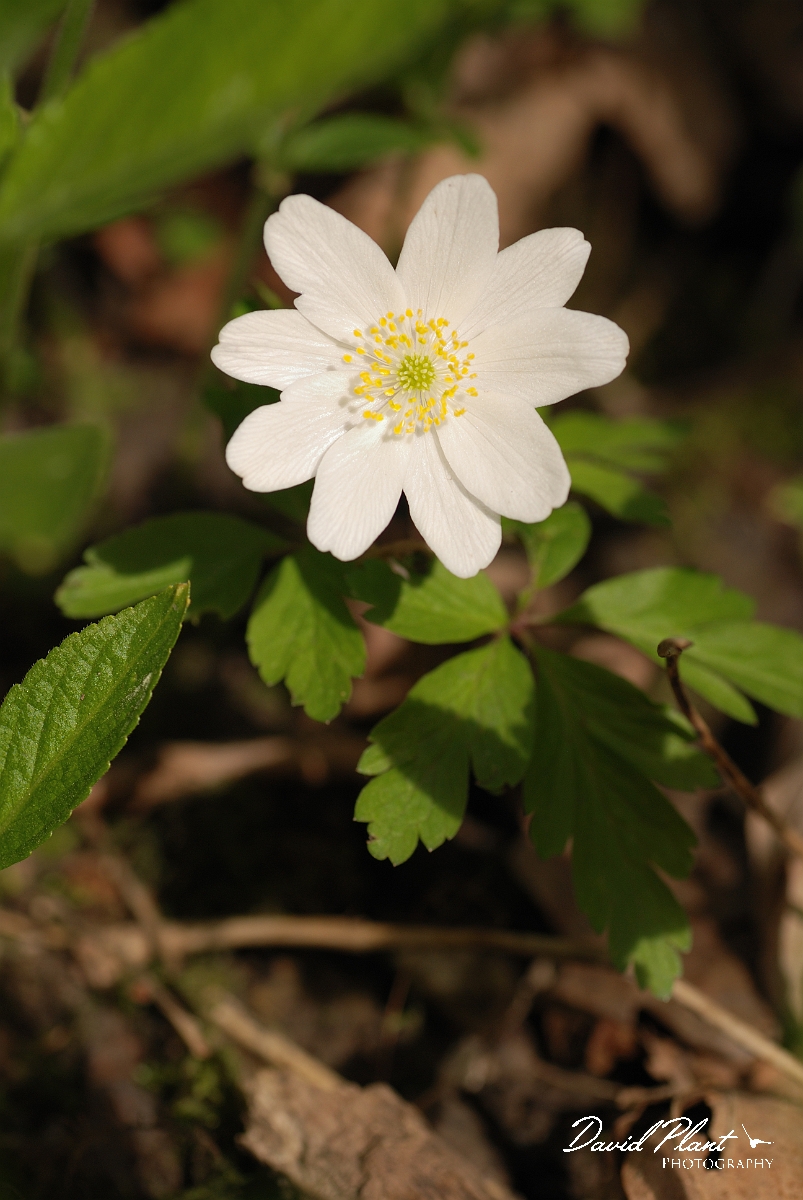 David Plant Photography - Wildlife Photographer - Wood anenome - A.jpg - Wood anenome - Cambridgeshire