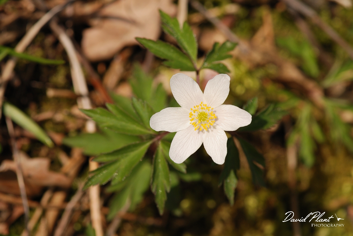 David Plant Photography - Wildlife Photographer - Wood anenome - B.jpg - Wood anenome flower - Cambridgeshire