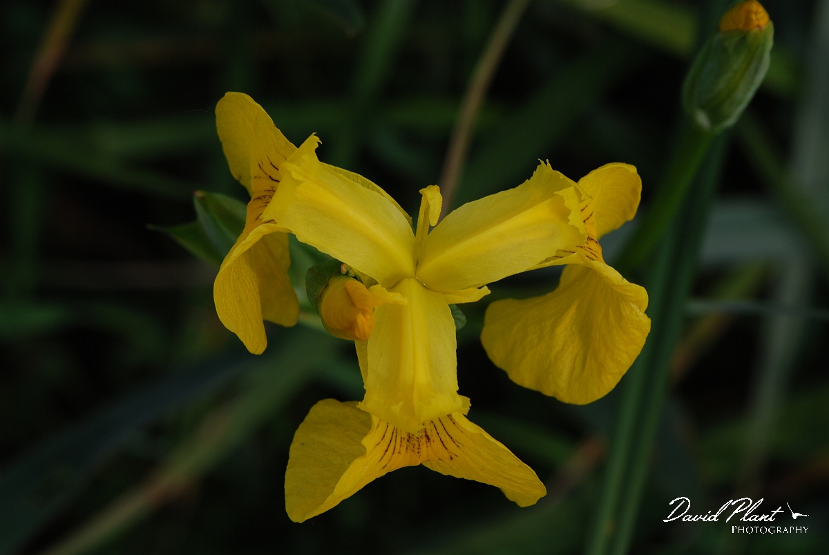 David Plant Photography - Wildlife Photographer - Yellow iris - A.JPG - Yellow iris - Cotswolds