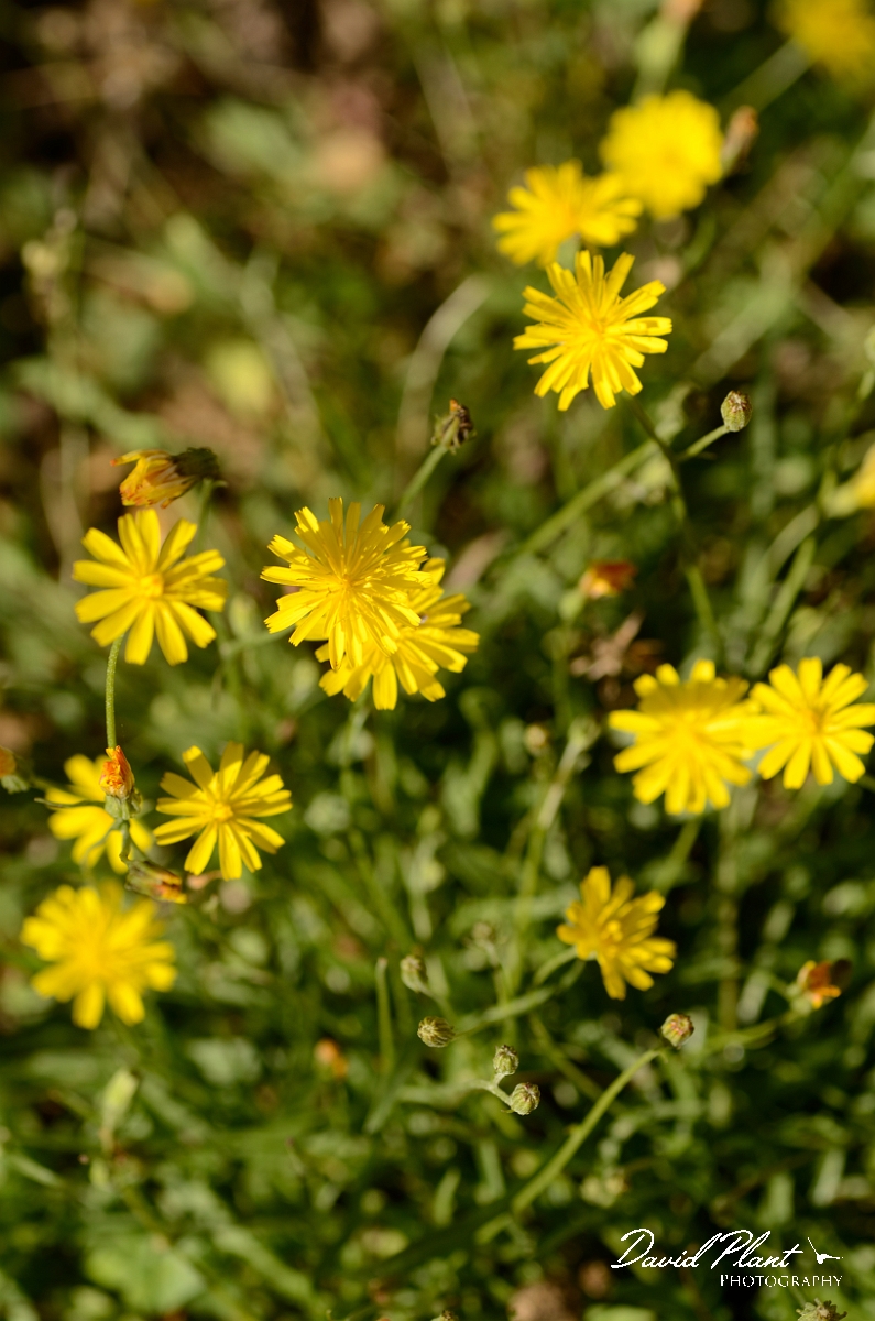David Plant Photography - Wildlife Photography - Autumn hawkbit - A.jpg - Autumn hawkbit - Suffolk