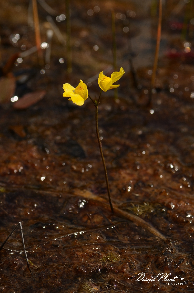 David Plant Photography - Wildlife Photography - Bladderwort - A.jpg - Bladderwort flowers - Dorset