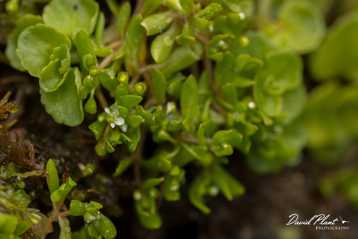 David Plant Photography - Wildlife Photography - Blinks - A.jpg - Blinks - Perthshire