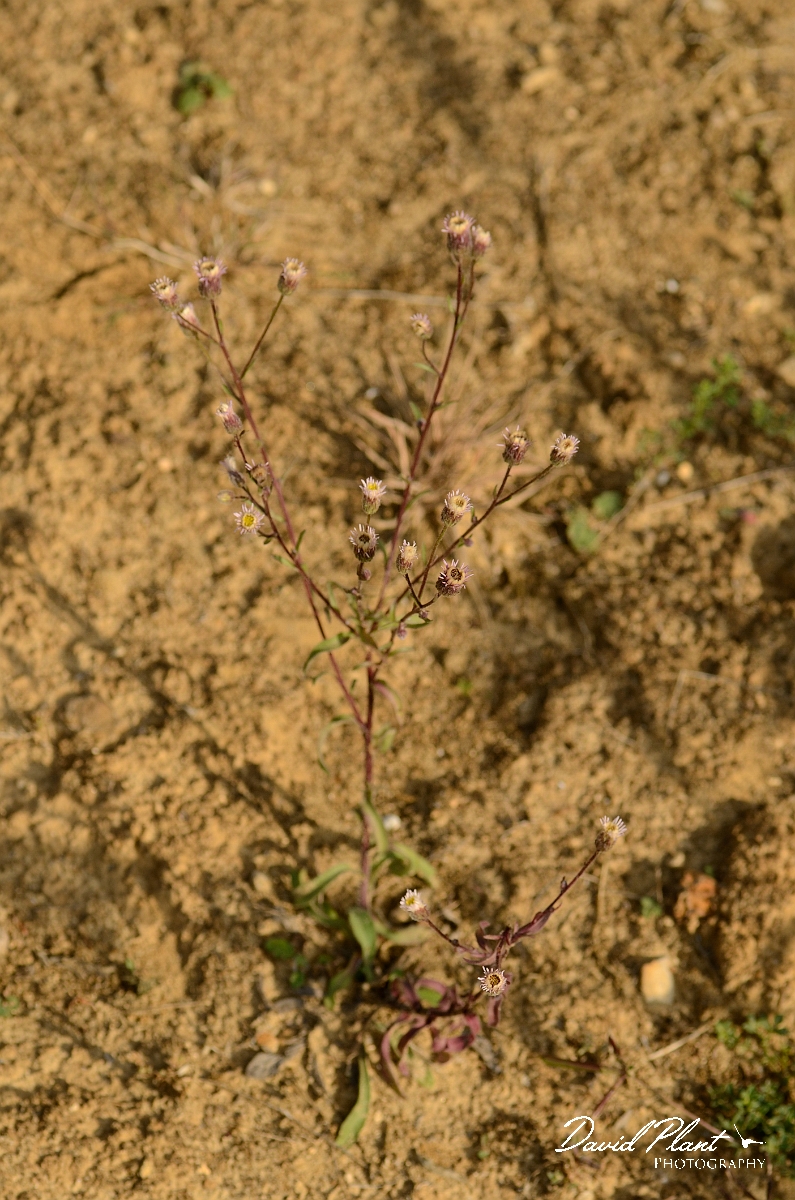 David Plant Photography - Wildlife Photography - Blue fleabane - A.jpg - Blue fleabane plant - Cambridgeshire