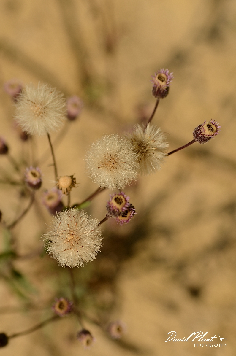 David Plant Photography - Wildlife Photography - Blue fleabane - B.jpg - Blue fleabane flowers and seedheads - Cambridgeshire