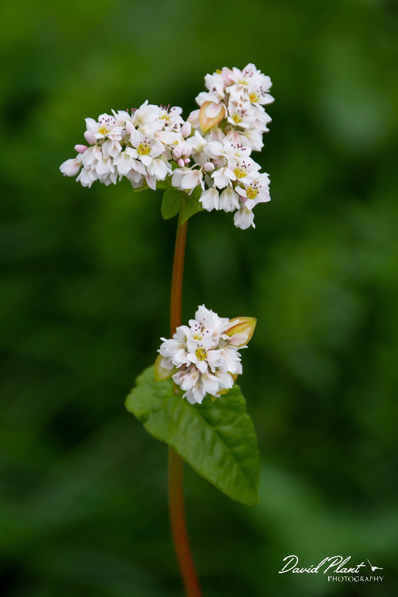 David Plant Photography - Wildlife Photography - Buckwheat - B.jpg - Buckwheat - Leicestershire