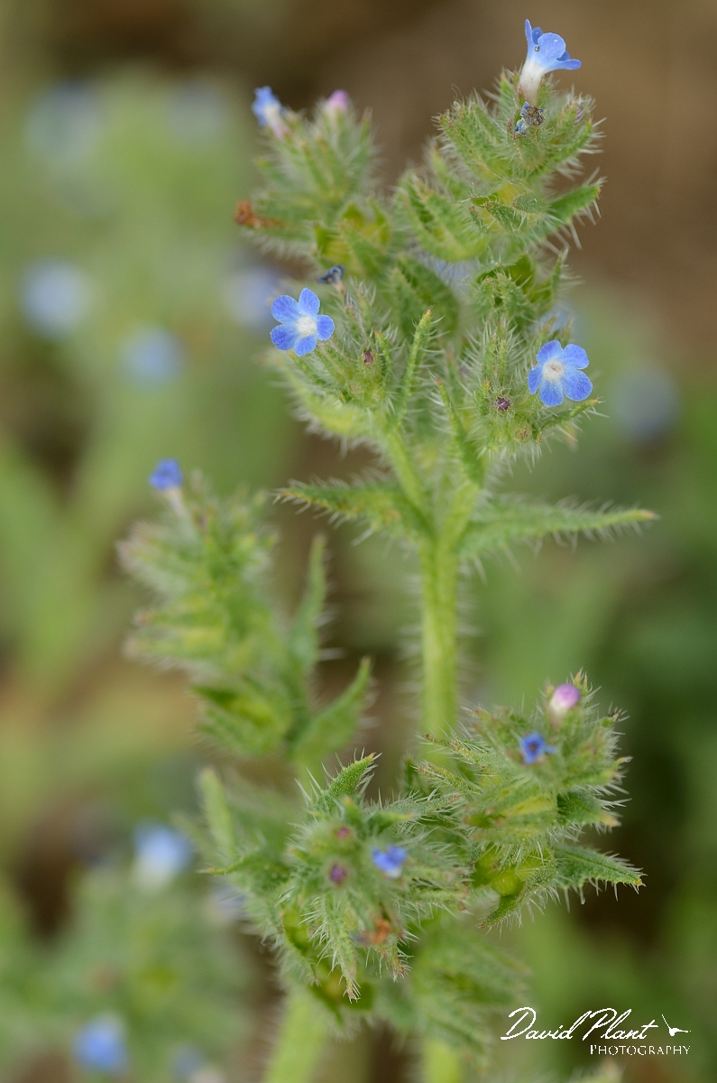 David Plant Photography - Wildlife Photography - Bugloss - A.jpg - Bugloss - Suffolk