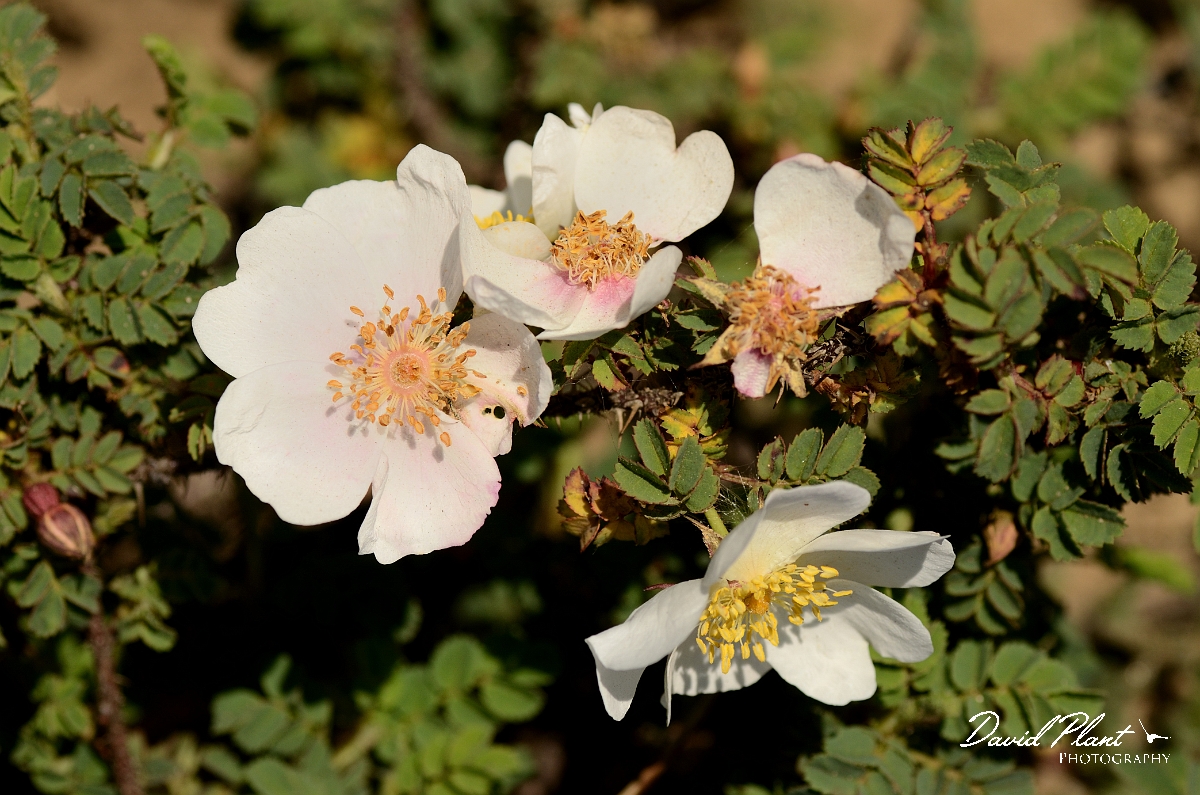 David Plant Photography - Wildlife Photography - Burnet rose - A.jpg - Burnet rose - Bridgend
