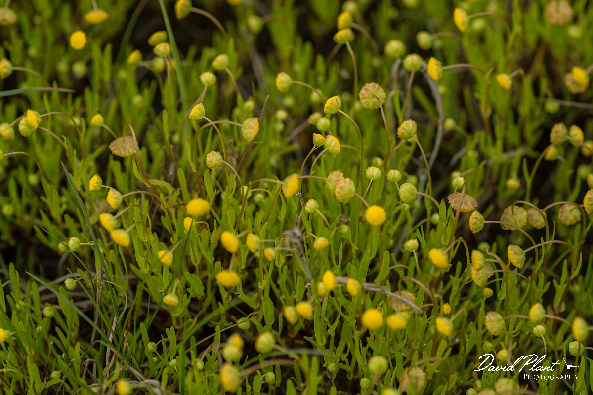 David Plant Photography - Wildlife Photography - Buttonweed - A.jpg - Buttonweed - Sutherland