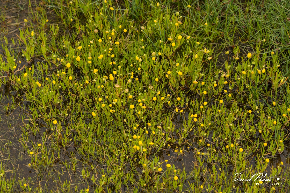 David Plant Photography - Wildlife Photography - Buttonweed - B.jpg - Buttonweed - Sutherland
