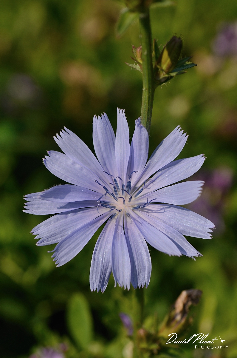 David Plant Photography - Wildlife Photography - Chicory - A.jpg - Chicory flower - Essex
