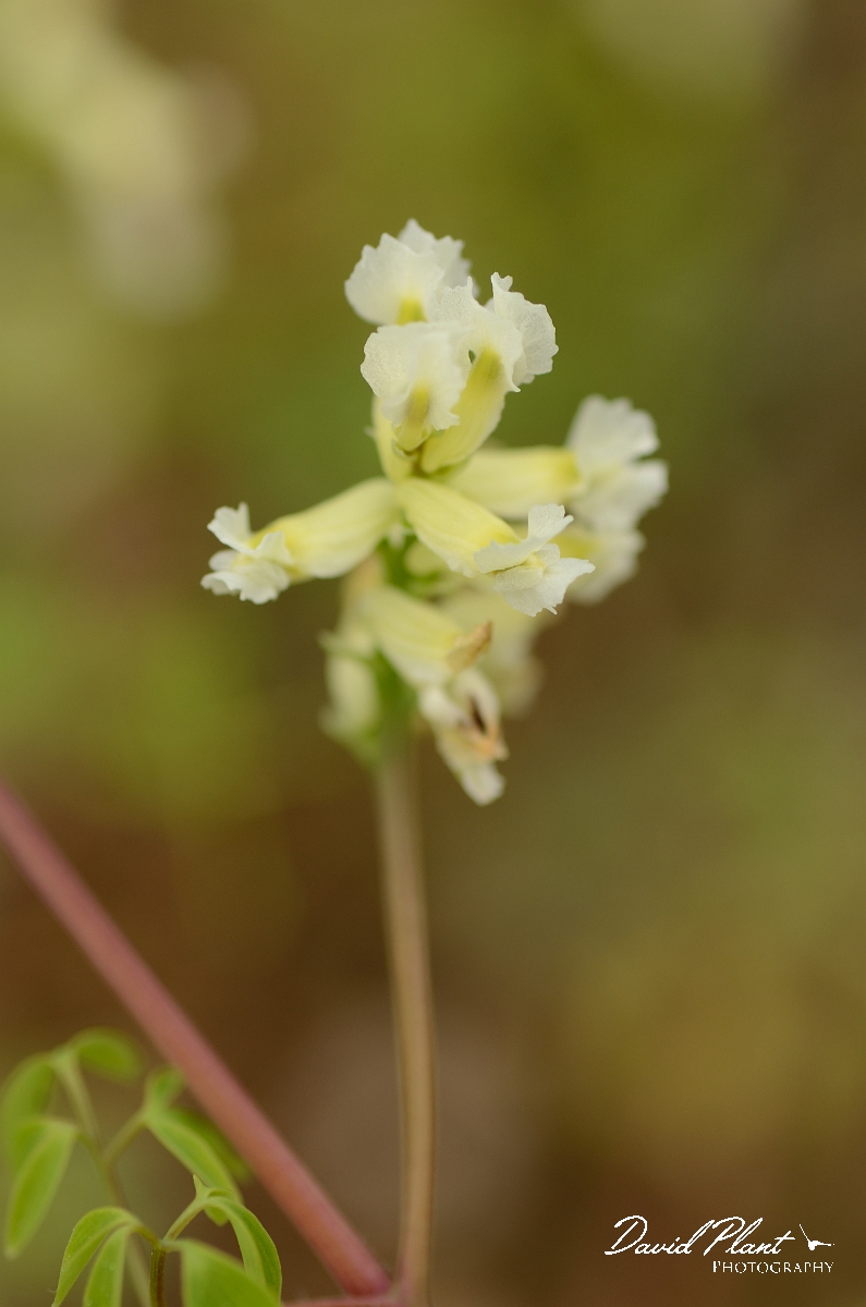 David Plant Photography - Wildlife Photography - Climbing corydalis - A.jpg - Climbing corydalis - Norfolk