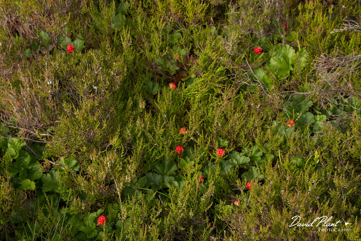 David Plant Photography - Wildlife Photography - Cloudberry - B.jpg - Cloudberry - Dumfries and Galloway