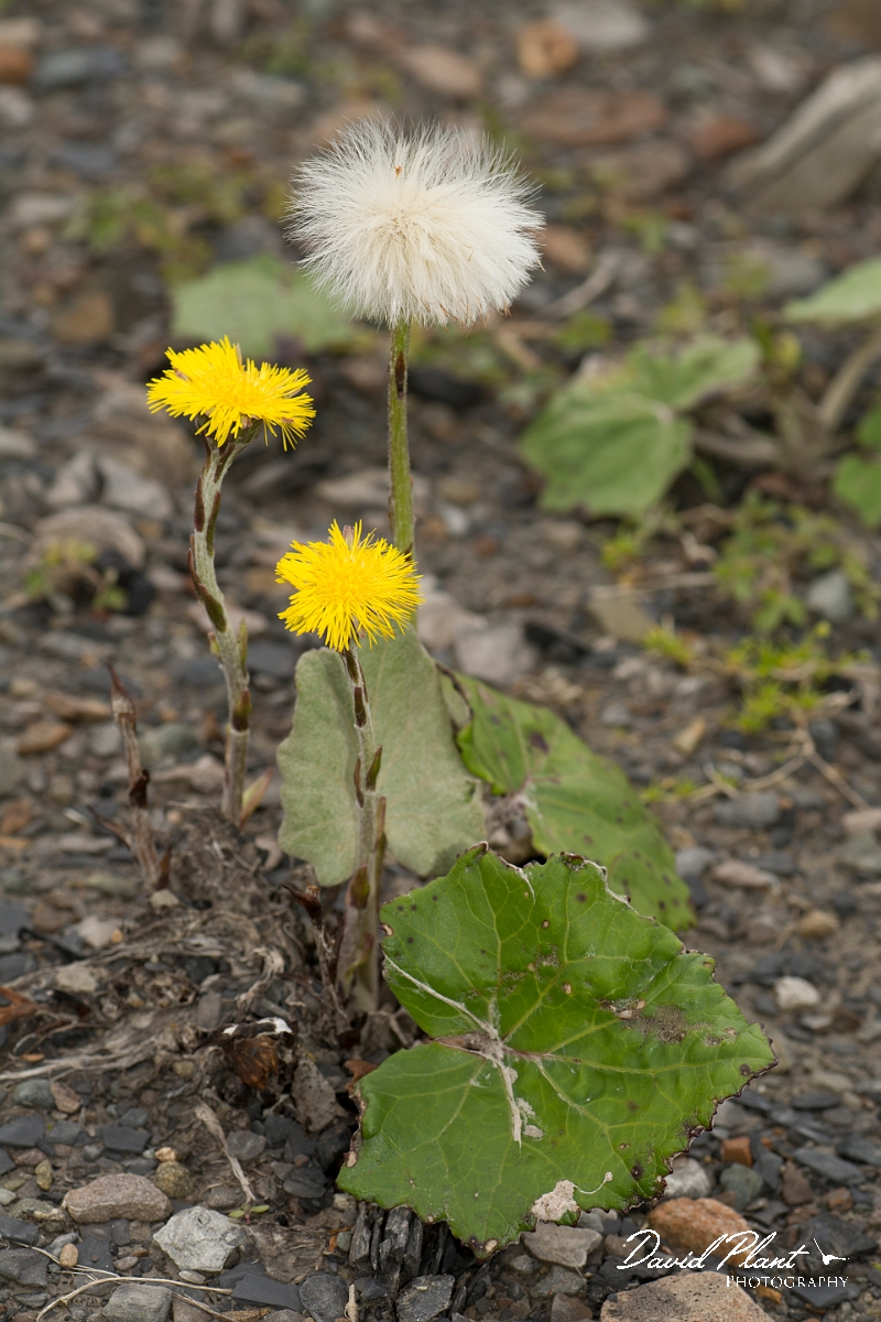 David Plant Photography - Wildlife Photography - Coltsfoot - B.jpg - Coltsfoot - Ayrshire