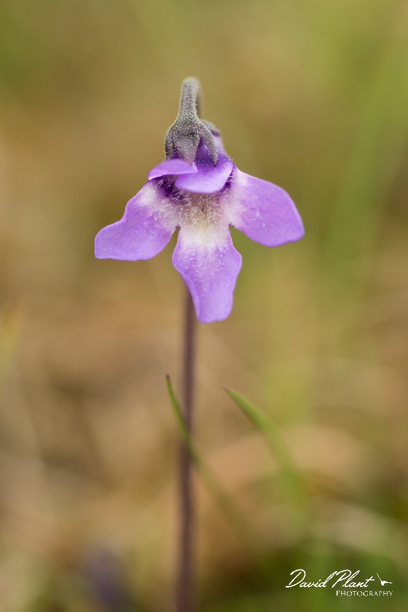 David Plant Photography - Wildlife Photography - Common butterwort - B.jpg - Common butterwort - County Durham