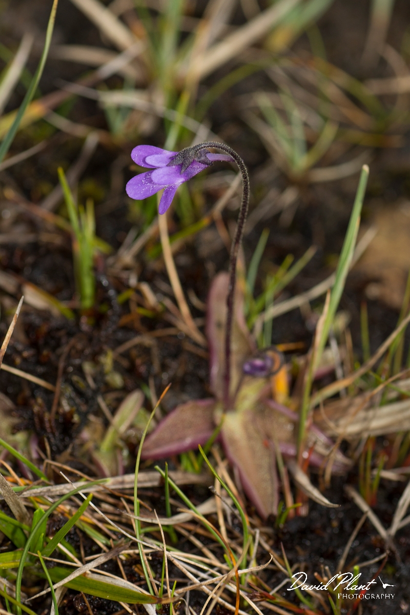David Plant Photography - Wildlife Photography - Common butterwort - C.jpg - Common butterwort - County Durham