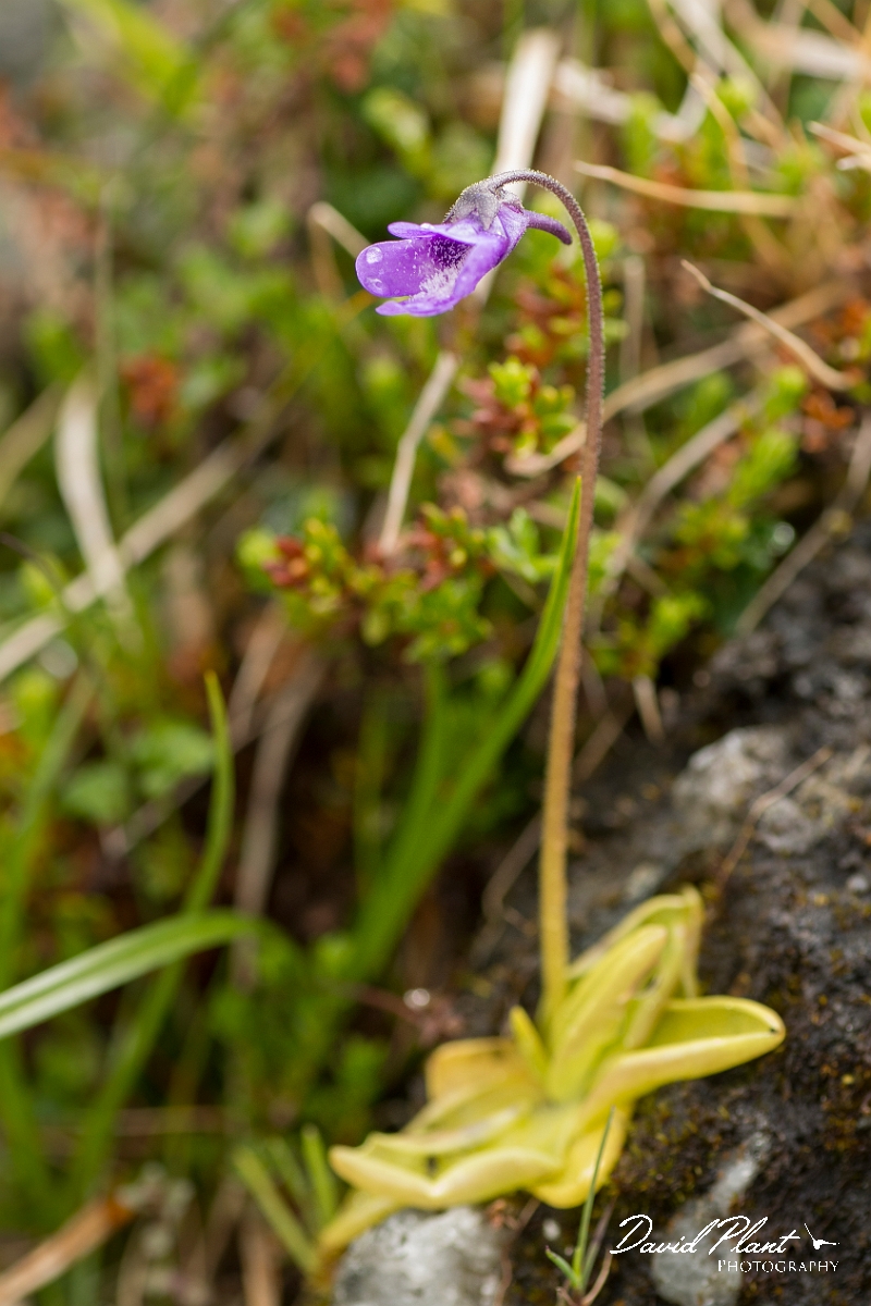 David Plant Photography - Wildlife Photography - Common butterwort - D.jpg - Common butterwort - Perthshire