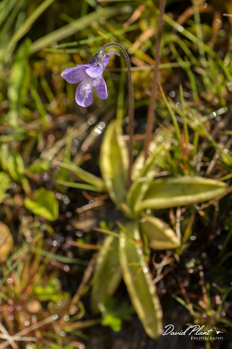 David Plant Photography - Wildlife Photography - Common butterwort - E.jpg - Common butterwort - Perthshire