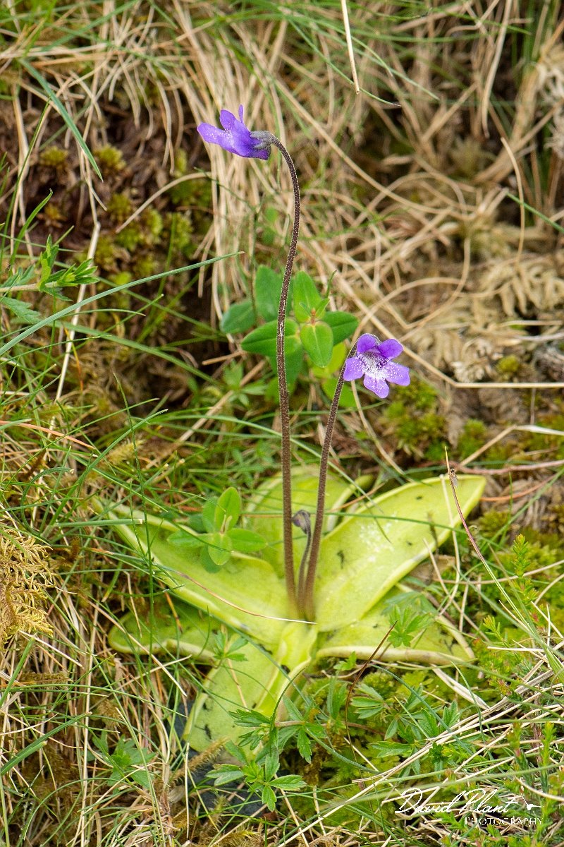 David Plant Photography - Wildlife Photography - Common butterwort - F.jpg - Common butterwort - Cumbria