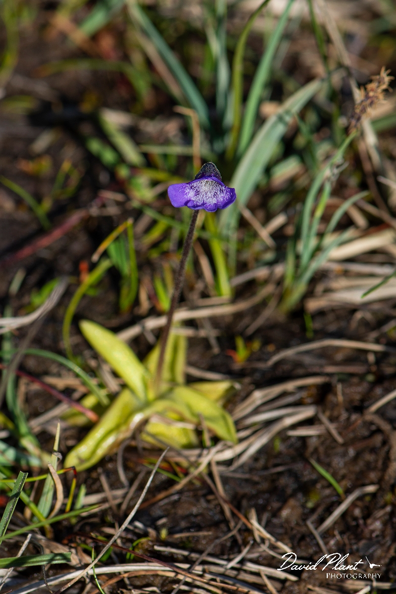 David Plant Photography - Wildlife Photography - Common butterwort - H.JPG - Common butterwort plant - Argyll