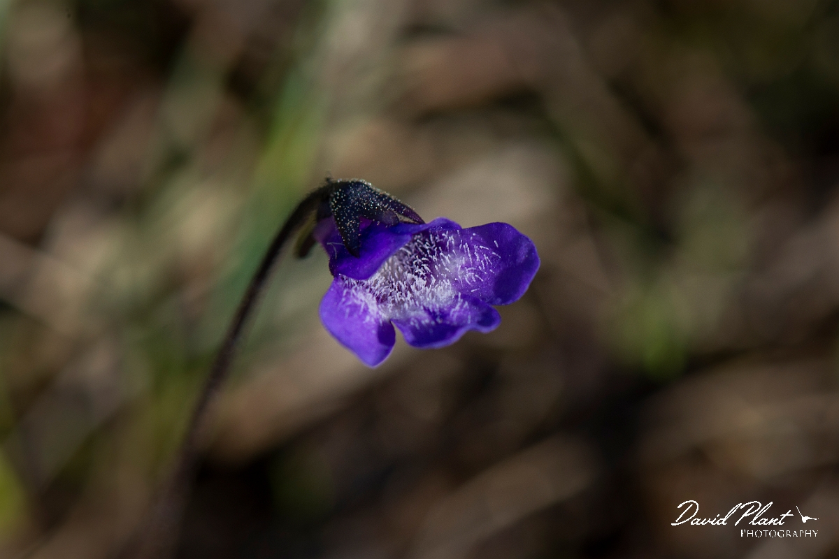 David Plant Photography - Wildlife Photography - Common butterwort - I.JPG - Common butterwort flower - Argyll