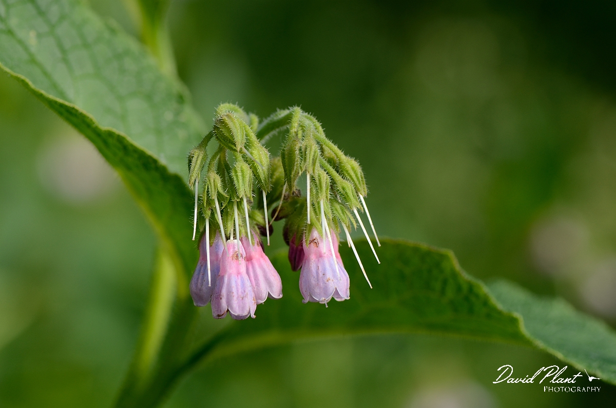 David Plant Photography - Wildlife Photography - Common comfrey - B.jpg - Common comfrey - Suffolk