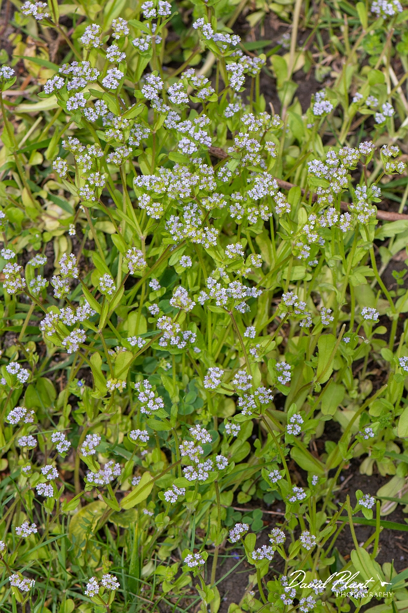 David Plant Photography - Wildlife Photography - Common cornsalad - C.JPG - Common cornsalad - Cambridgeshire