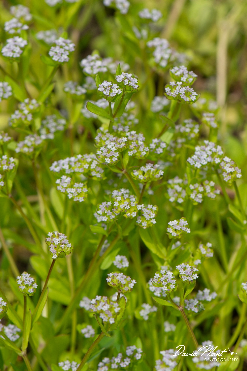 David Plant Photography - Wildlife Photography - Common cornsalad - D.JPG - Common cornsalad - Cambridgeshire