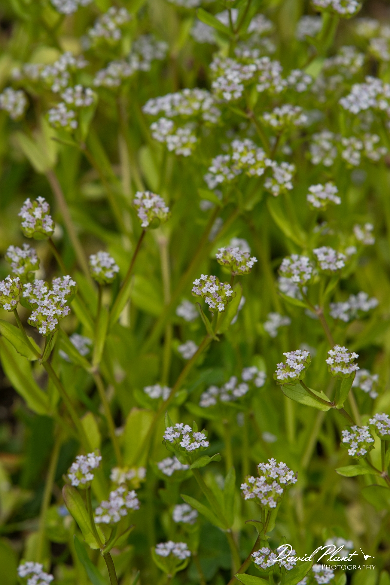 David Plant Photography - Wildlife Photography - Common cornsalad - E.JPG - Common cornsalad - Cambridgeshire