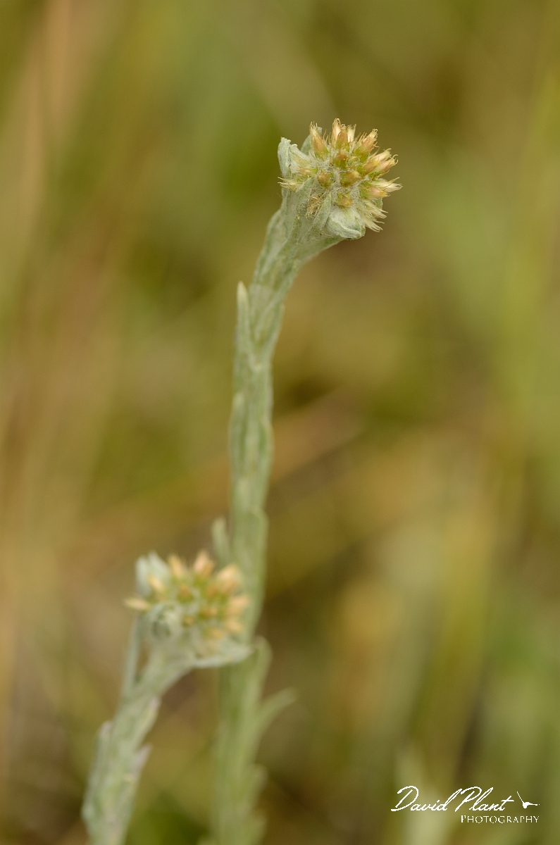 David Plant Photography - Wildlife Photography - Common cudweed - A.jpg - Common cudweed - Bedfordshire