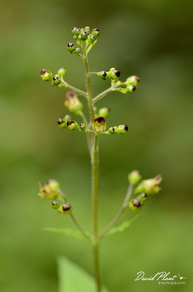 David Plant Photography - Wildlife Photography - Common figwort - A.jpg - Common figwort - Buckinghamshire