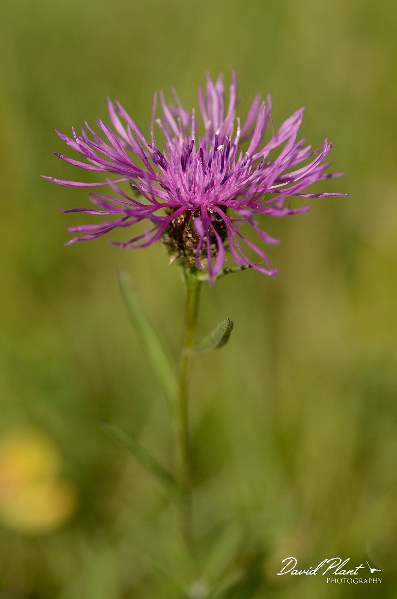 David Plant Photography - Wildlife Photography - Common knapweed - A.jpg - Common knapweed, rayed form - Oxfordshire