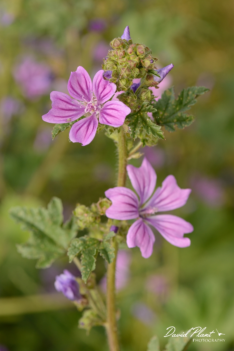 David Plant Photography - Wildlife Photography - Common mallow - B.jpg - Common mallow - Hertfordshire