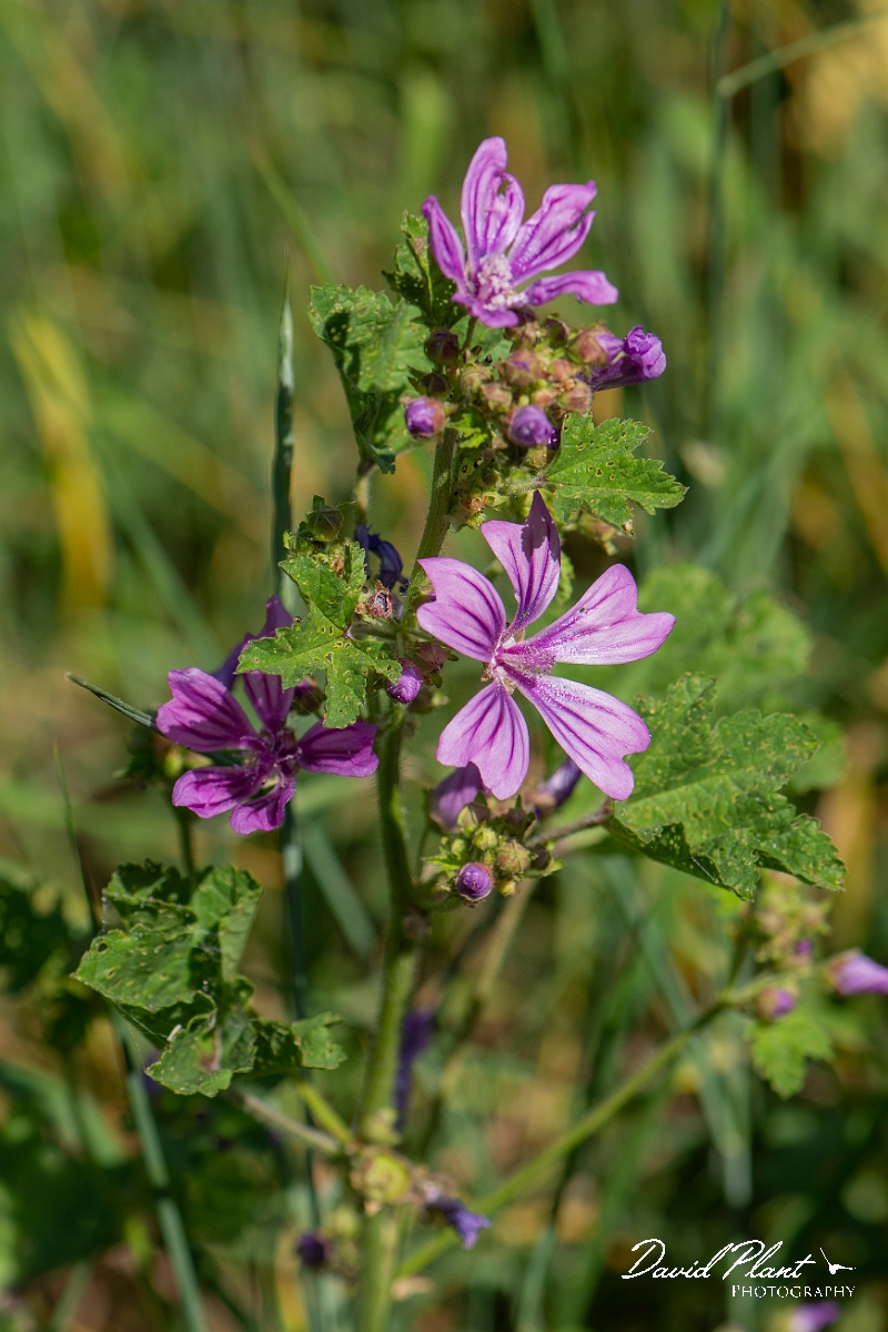 David Plant Photography - Wildlife Photography - Common mallow - C.JPG - Common mallow - Suffolk