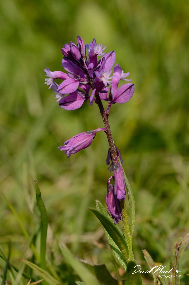 David Plant Photography - Wildlife Photography - Common milkwort - A.jpg - Common milkwort, pink colour form - Bedfordshire