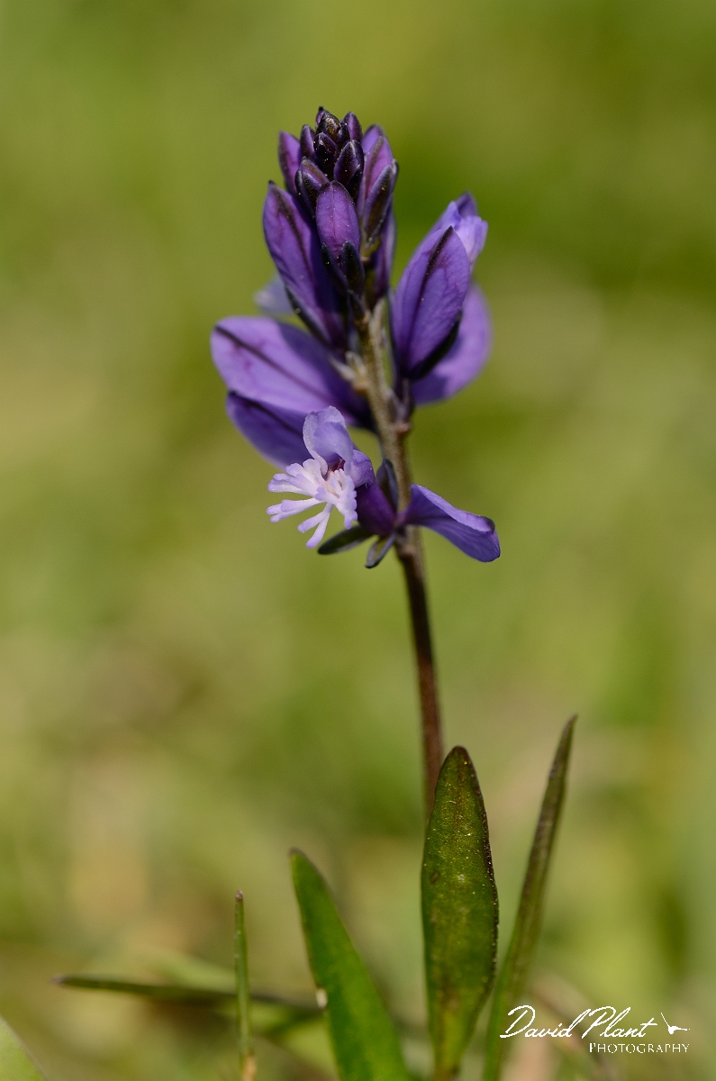 David Plant Photography - Wildlife Photography - Common milkwort - B.jpg - Common milkwort, blue colour form - Bedfordshire